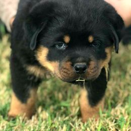 Rottweiler Puppies from Gottlïchen Rottweilers