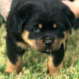 Rottweiler Puppies from Gottlïchen Rottweilers