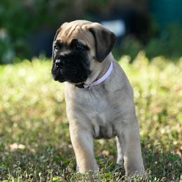 Lilac - Fawn female Bullmastiff puppy in Edinburg, Texas from Ironward Bullmastiffs