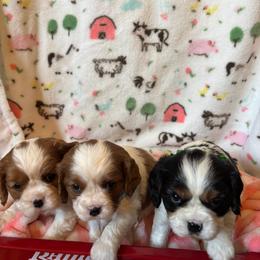 Boy 2 - male Cavalier King Charles Spaniel puppy in Sacramento, California from Angels Ridge Cavaliers