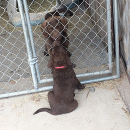 Chesapeake Bay Retriever Puppies from KBar Chesapeakes
