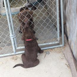 Chesapeake Bay Retriever Puppies from KBar Chesapeakes