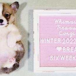 American Corgi and Pembroke Welsh Corgi Puppies from Whimsical Treasure Corgis