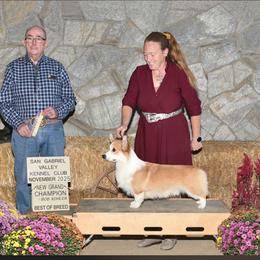 Bamm - Pembroke Welsh Corgi