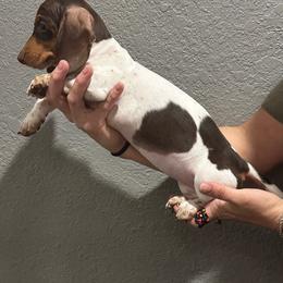 Sweetsy - Piebald female Dachshund puppy in Tahlequah, Oklahoma from Quick Little Dachshunds