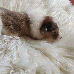Bella - Sable merle and white female Collie puppy in Bellflower, California from Prime Star Collies
