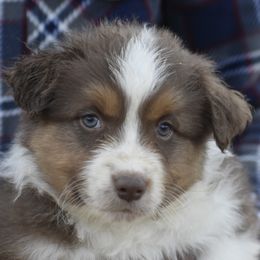Australian Shepherd Puppies from 10-BAR-Y RANCH