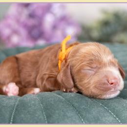 Cannon - Red male Cockapoo puppy in Connersville, Indiana from Deaz Doodle Ranch