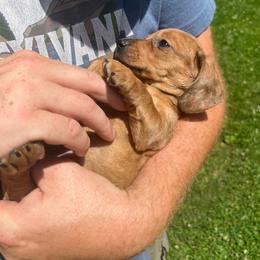 Pip - Red female Dachshund puppy in Milroy, Pennsylvania from Not Your Average Weiner