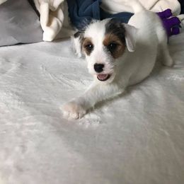 Jack Russell Terrier Puppies from Diamond Gates Jack Russel Terriers