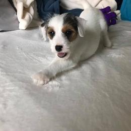 Jack Russell Terrier Puppies from Diamond Gates Jack Russel Terriers