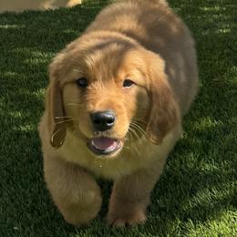 Churro (Green Collar Boy) - Dark golden male Golden Retriever puppy in Peoria, Arizona from Dani’s Dawgs
