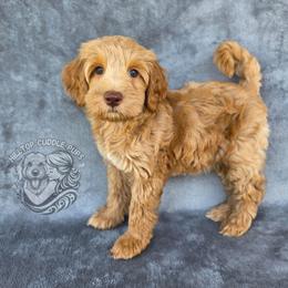 Sapphire - Red  female Goldendoodle puppy in Chattanooga, Tennessee from Hilltop Cuddle Pups