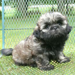 Ronnie - Brindle male Shih Tzu puppy in Wild Rose, Wisconsin from Sorenson's Shih-tzus