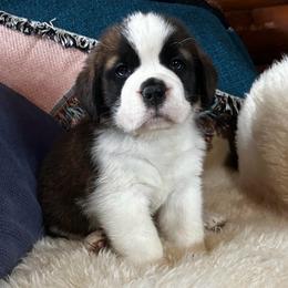 Blue Collar - Brown and white female Saint Bernard puppy in New York from Johnson Farms
