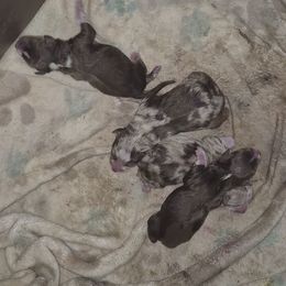 Red tri girl less white asdr - Red tri female Toy Australian Shepherd puppy in Madisonville, Tennessee from LaRose Farm & Kennels