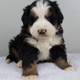 Bernese Mountain Dog Puppies from Home Sweet Bernese