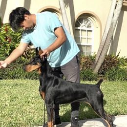 Hafati - Doberman Pinscher