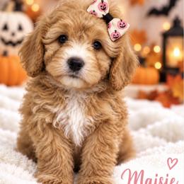 Maisie - Apricot female Cavapoo puppy in Theodore, Alabama from Horton & Co. Cavapoos