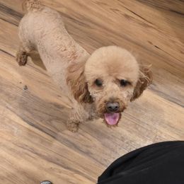 Penny - Poodle