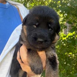 Female 3 - Black and red female German Shepherd puppy in Brooksville, Florida from Vom Hundhaus Shepherds