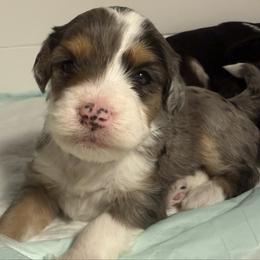 Girl 4 - Merle female Bernedoodle puppy in Perryville, Maryland from Heavenly Heritage Dachshunds and Doods