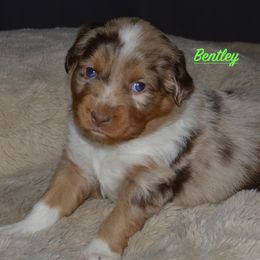 Bentley - Red merle Miniature Australian Shepherd puppy in Post Falls, Idaho from Puppy Love Inland Northwest