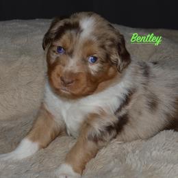 Bentley - Red merle Miniature Australian Shepherd puppy in Post Falls, Idaho from Puppy Love Inland Northwest