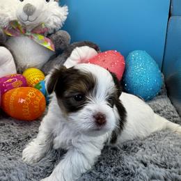 Dolly - Chocolate, tan and white female Yorkshire Terrier puppy in Essexville, Michigan from John's Yorkshire Terriers