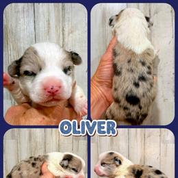 Oliver - Brindle merle and white male American Corgi puppy in Fort Worth, Texas from King of Hearts Kennels