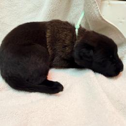 Teal Collar - Mahogany female Belgian Malinois puppy in Trenton, Georgia from Laeknir K9