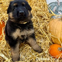 Octavia - Black and red female German Shepherd puppy in Hillsboro, Indiana from Salty Raccoon Ranch German Shepherds