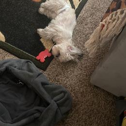 Shih Tzu Puppies from Jannete's Shih Tzus