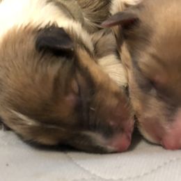 Collie Puppies from Highland Moor Kennel