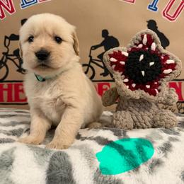 Maxine - Golden female Golden Retriever puppy in Duncan, South Carolina from Glimmer Goldens