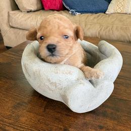 Girl 2 - Apricot female Poodle puppy in Tupelo, Mississippi from Ruby D. Farms