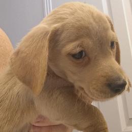 Dino - Red male Dachshund puppy in Pahrump, Nevada from Heaven Sent Doxies