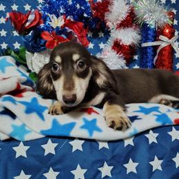 Fritz - Chocolate and cream male Dachshund puppy in Hudson, Michigan from Mittentail Kennel Miniature Dachshunds & Australian Shepherds