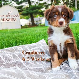 Cranberry - Red Australian Shepherd puppy in Indianapolis, Indiana from Sunburst Australian Shepherds