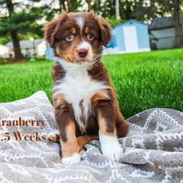 Cranberry - Red Australian Shepherd puppy in Indianapolis, Indiana from Sunburst Australian Shepherds
