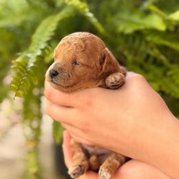 Easter - Apricot male Maltipoo puppy in El Dorado, Arkansas from Magnolia Mini Doodles