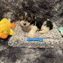Jose - Parti male Yorkshire Terrier puppy in Brandenburg, Kentucky from Lil Amazing Paws Yorkshire Terriers