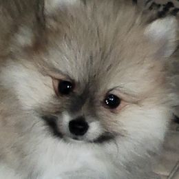 Tater - Orange parti male Pomeranian puppy in Denton, Texas from Pepplers Poms