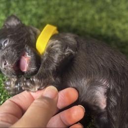 Puppy male 2 - Liver male Miniature Schnauzer puppy in Edinburg, Texas from Forever Schnauzers