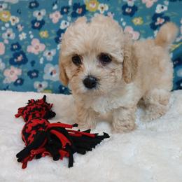 Copper - Fawn male Havapoo puppy in Blanch, North Carolina from Faithful Hearts Kennel