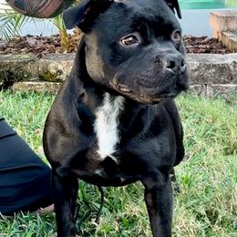 English Creeks The Spoken Word (Rhema) - Staffordshire Bull Terrier