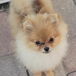 Pomeranians from TNT Pomeranians
