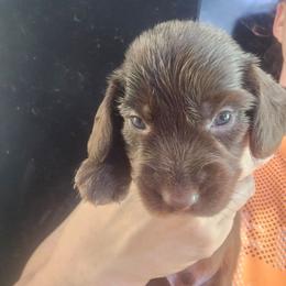 Pyrite - Chocolate male Dachshund puppy in Bigfork, Minnesota from Long Ears and Long Dogs Ranch