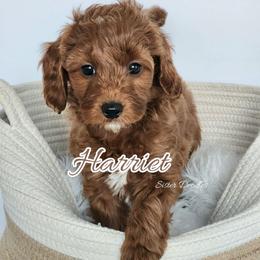 Harriet - Red  female Goldendoodle puppy in Humboldt, Minnesota from Sister Doodles