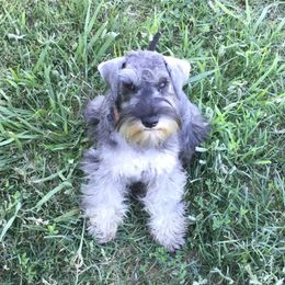 Giant Schnauzers and Miniature Schnauzers from Carson Schnauzers